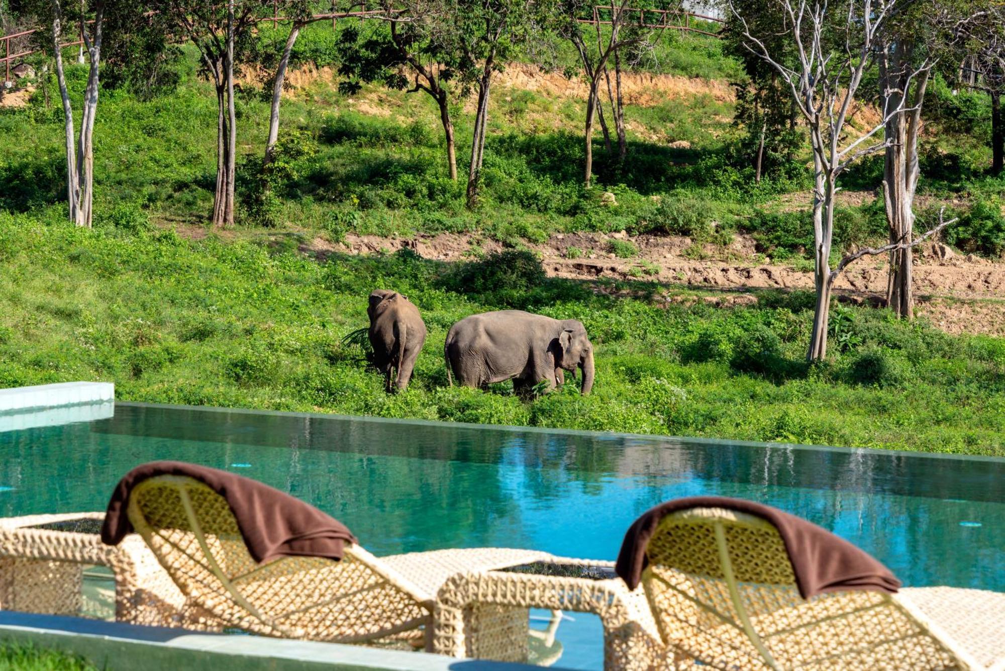 Wild Cottages Elephant Sanctuary Resort Amphoe Koksamui Eksteriør bilde