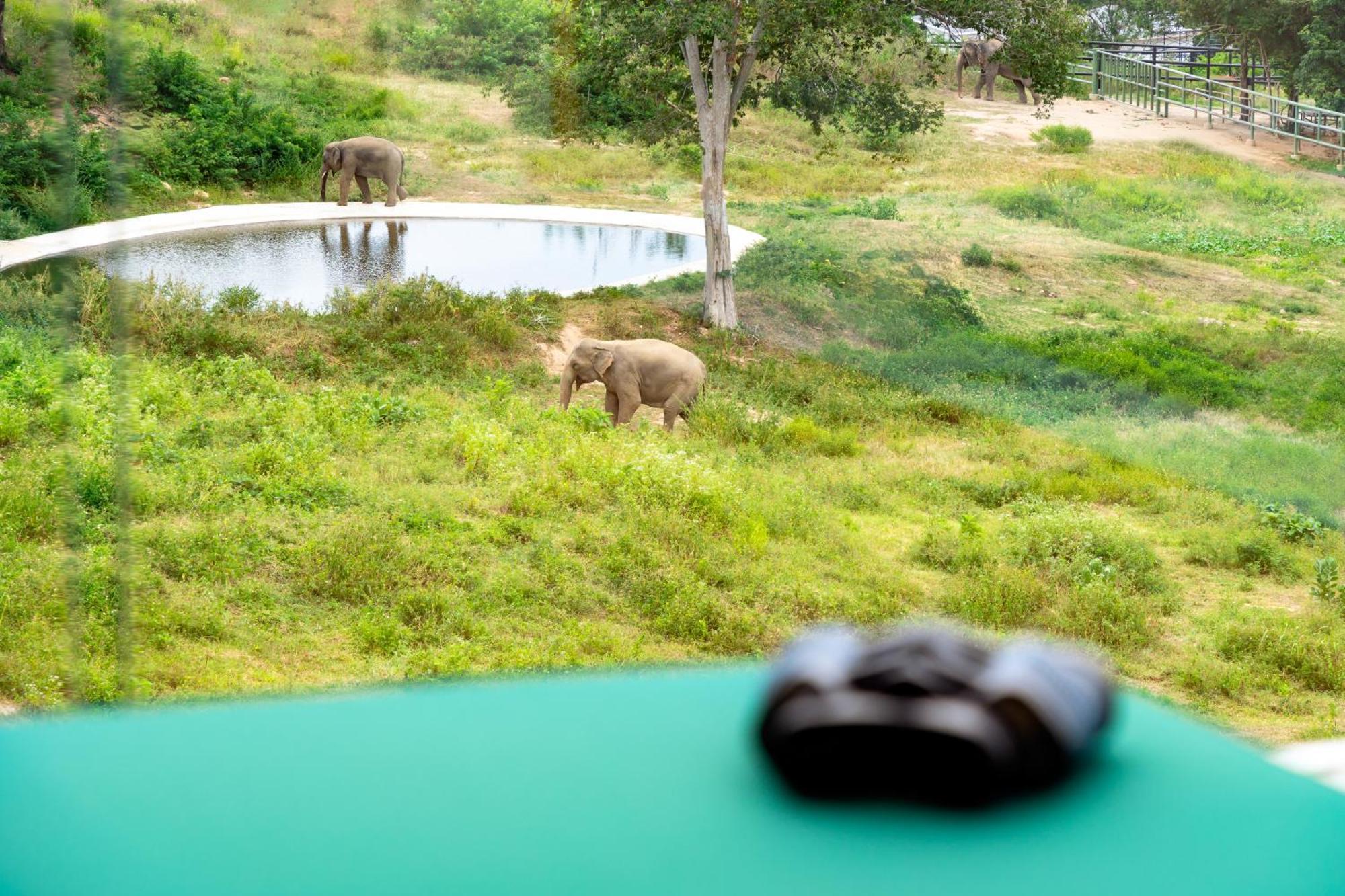 Wild Cottages Elephant Sanctuary Resort Amphoe Koksamui Eksteriør bilde