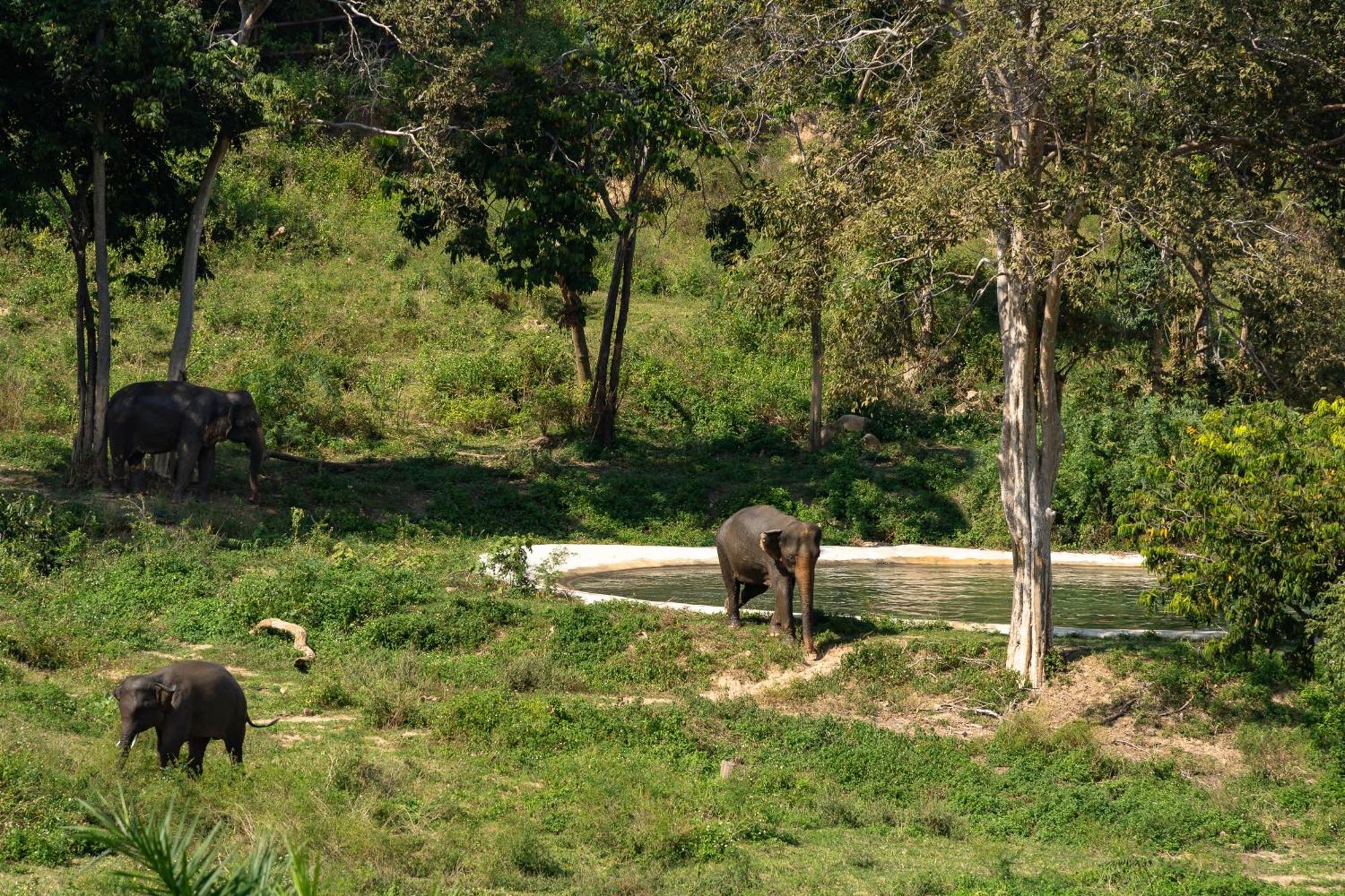 Wild Cottages Elephant Sanctuary Resort Amphoe Koksamui Eksteriør bilde