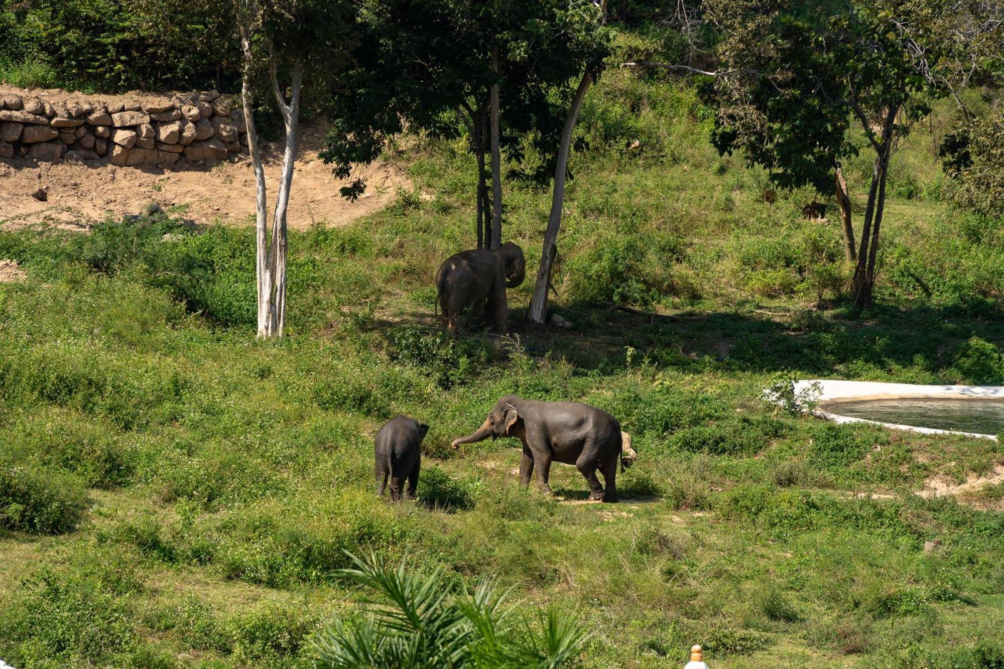 Wild Cottages Elephant Sanctuary Resort Amphoe Koksamui Eksteriør bilde
