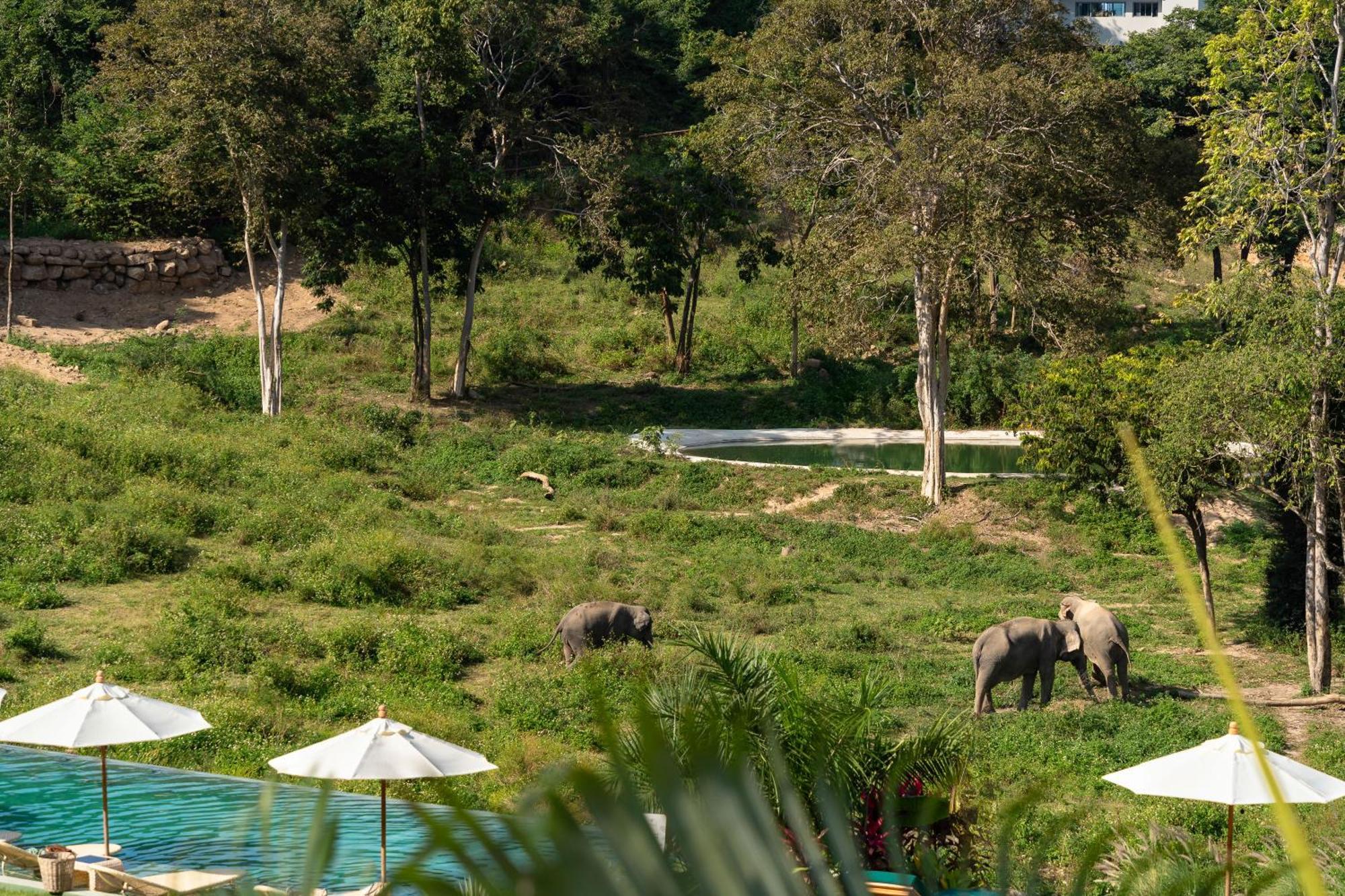 Wild Cottages Elephant Sanctuary Resort Amphoe Koksamui Eksteriør bilde
