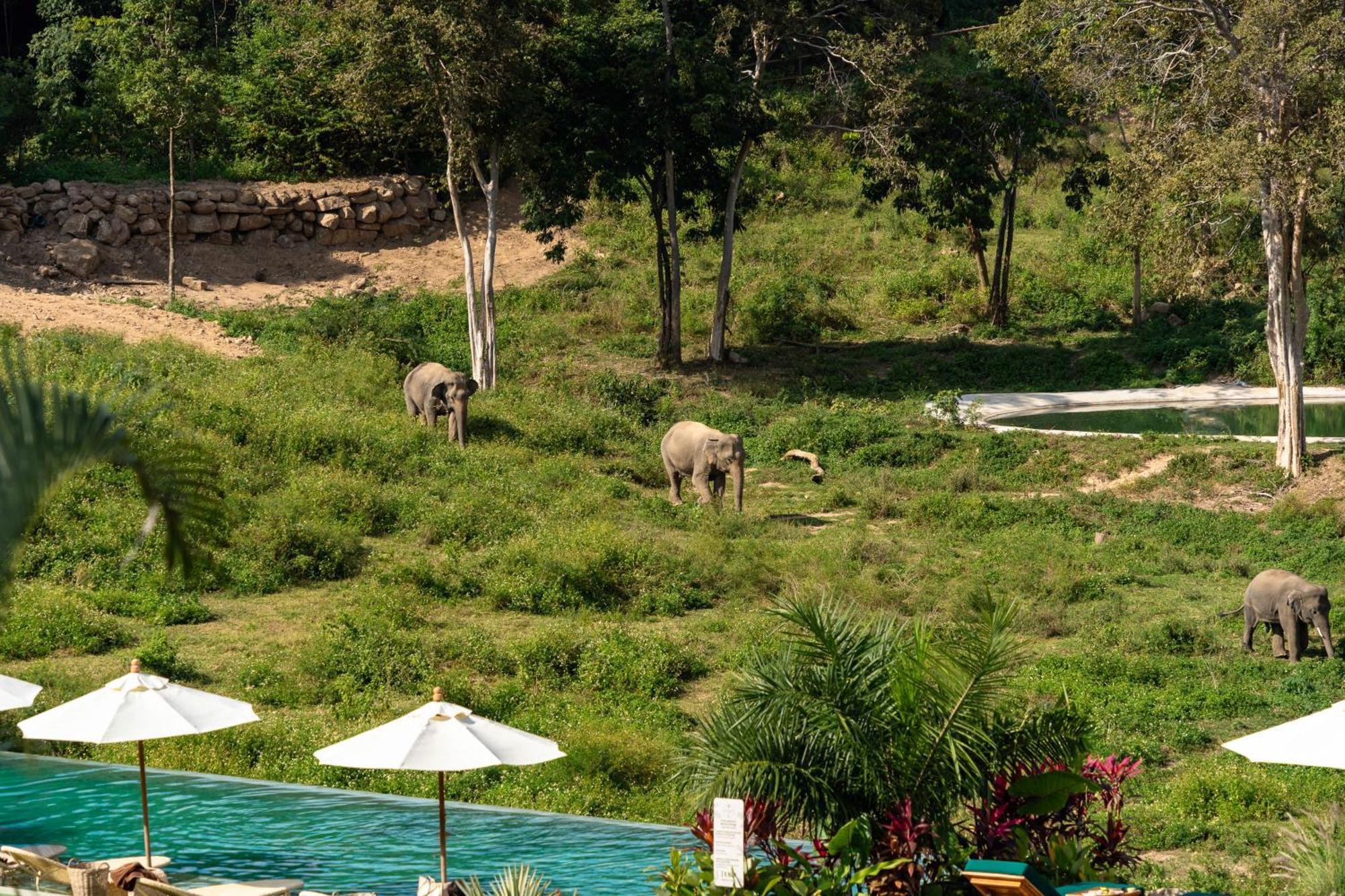 Wild Cottages Elephant Sanctuary Resort Amphoe Koksamui Eksteriør bilde