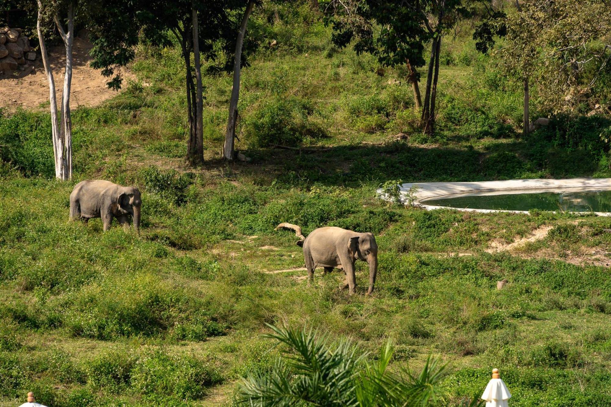 Wild Cottages Elephant Sanctuary Resort Amphoe Koksamui Eksteriør bilde
